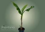 Musa basjoo (Bananenplant), Ophalen, In pot, Overige soorten