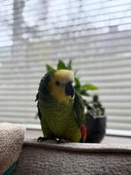 Unieke hybrid Amazone papegaai, Dieren en Toebehoren, Geslacht onbekend, Papegaai