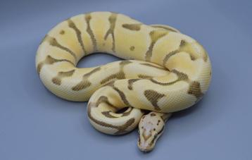 Python Regius - Enchi Firefly Desert Ghost man beschikbaar voor biedingen
