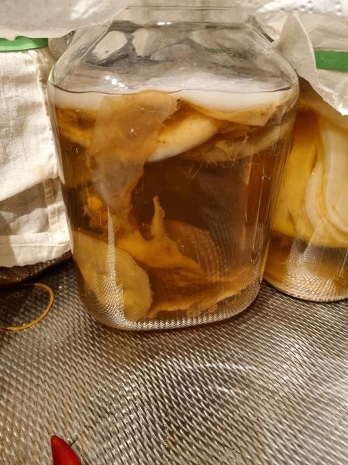 Biologische Scoby, Diversen, Levensmiddelen, Ophalen
