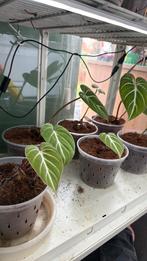 Philodendron gloriosum, Huis en Inrichting, Kamerplanten, Ophalen of Verzenden, Halfschaduw, Minder dan 100 cm