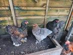 3 prachtige Brahma hennen, Dieren en Toebehoren, Pluimvee, Vrouwelijk, Kip