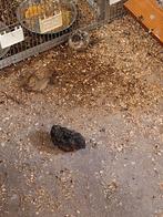 Chineese dwergkwartels, Meerdere dieren