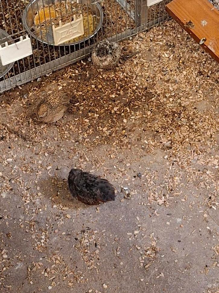 Chineese dwergkwartels, Dieren en Toebehoren, Vogels | Overige Vogels, Meerdere dieren