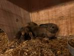 Konijntjes nhd, Dieren en Toebehoren, Knaagdieren, Meerdere dieren, Overige typen, Na 1 juli 2024, Tam