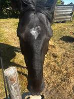 Prachtige Zwarte Ruin – Magnum (9 jaar) Te Koop, Gechipt, Minder dan 160 cm, B, Ruin