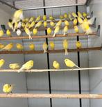 Te koop waterslagers, Meerdere dieren, Postuurkanarie