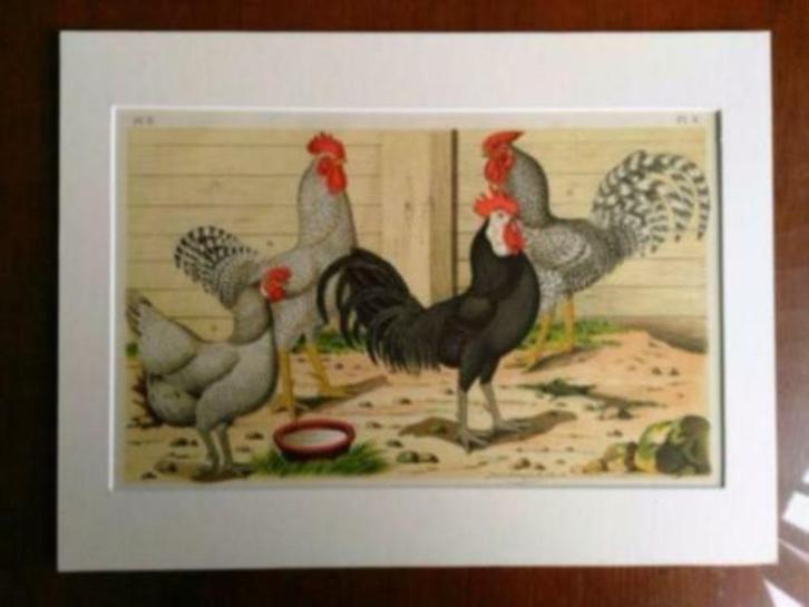 Litho Nuyens Bungartz Lubbert Pluimvee Vogels Kip Haan 1883, Antiek en Kunst, Kunst | Litho's en Zeefdrukken, Ophalen of Verzenden