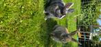 Jonge tamme konijntjes te koop, Dieren en Toebehoren, Konijnen, Meerdere dieren, 0 tot 2 jaar