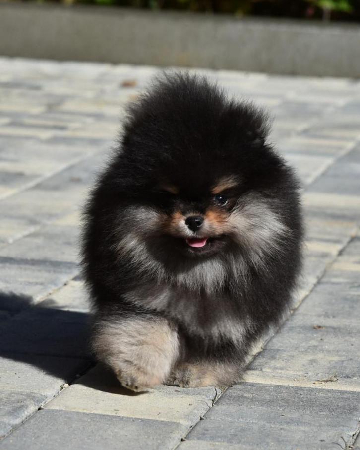 Elite Bearface Pomeriaan/Pomeranian Reutje aanwezig in NL, Dieren en Toebehoren, Honden | Poolhonden, Keeshonden en Oertypen, Reu
