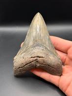 Megalodon haaientand fossiel 12.3 centimeter, Ophalen of Verzenden, Fossiel
