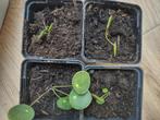 Pannenkoekplant (Pilea peperomioides; binnenplant), Huis en Inrichting, Kamerplanten, Ophalen, Overige soorten, Halfschaduw, Minder dan 100 cm