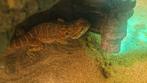 Leuke baardagaam, Dieren en Toebehoren, Hagedis, 0 tot 2 jaar