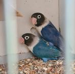 Agapornis Personata, Dieren en Toebehoren, Vrouwelijk, Dwergpapegaai of Agapornis, Geringd