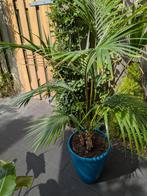 Palm gratis ophalen, Ophalen, Bloeit niet, Overige soorten, Volle zon
