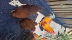 New hampshire kriel broedeieren, Dieren en Toebehoren, Pluimvee, Geslacht onbekend, Kip