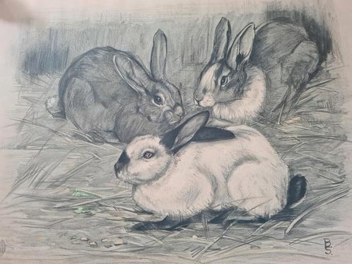 Litho Berend Sluyterman drie konijnen, Antiek en Kunst, Kunst | Tekeningen en Foto's, Ophalen of Verzenden