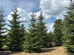Te koop, mooie en goed verzorgde kerstbomen. Picea Omorika,, Tuin en Terras, Planten | Bomen, Volle zon, Bloeit niet, 400 cm of meer