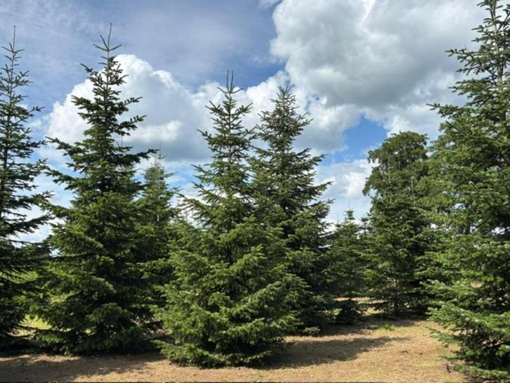 Te koop, mooie en goed verzorgde kerstbomen. Picea Omorika,, Tuin en Terras, Planten | Bomen, Overige soorten, 400 cm of meer