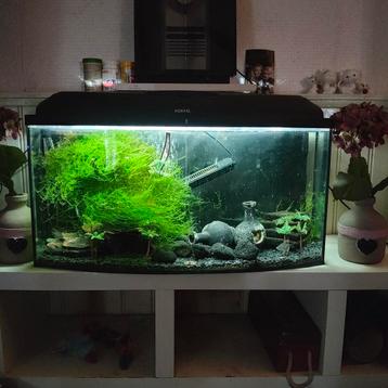 Aquarium 100 liter beschikbaar voor biedingen