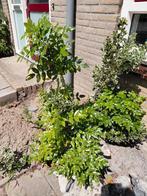 Te koop Mooie struiken, Tuin en Terras, Planten | Bomen, Winter, Overige soorten, Minder dan 100 cm, Ophalen