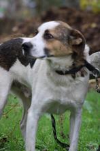 Knappe Noury ter adoptie!, 6 jaar of ouder, Particulier, Rabiës (hondsdolheid), Reu