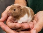 Syrische hamster super super lief en super tam., Hamster, Juli, Vrouwelijk, Tam