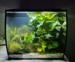 Aquarium Fluval Flex 57 Liter Compleet, Dieren en Toebehoren, Ophalen, Gebruikt, Gevuld zoetwateraquarium