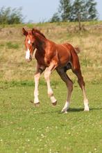 ⭐️ Prachtig donkervos veulen van top hengst Extreme U.S. !!⭐, Dieren en Toebehoren, Hengst, 165 tot 170 cm, Dressuurpaard, 0 tot 2 jaar