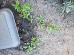 3 x Choco Munt (Mentha x piperita) €4,00 per stuk, Tuin en Terras, Planten | Tuinplanten, Ophalen, Volle zon, Vaste plant, Kruiden