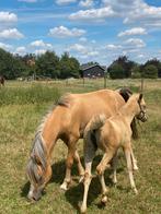 Mooie palomino Welsh A met stamboom, Dieren en Toebehoren, Pony's, Merrie, Recreatiepony, Met stamboom, 3 tot 6 jaar