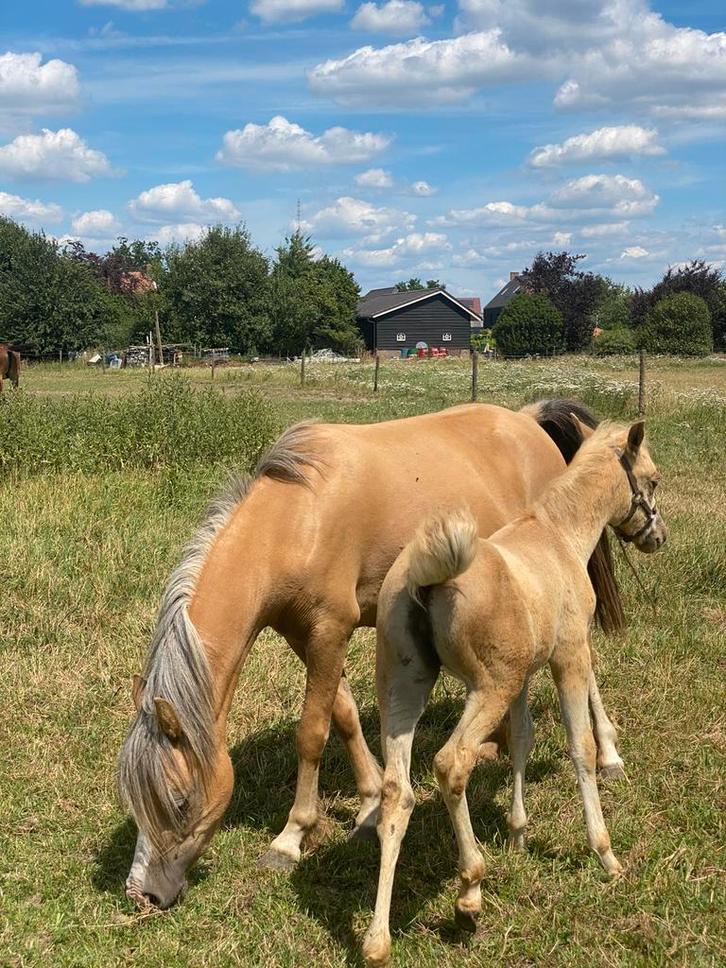 Mooie palomino Welsh A met stamboom, Dieren en Toebehoren, Pony's, Merrie, Recreatiepony, 3 tot 6 jaar, Met stamboom