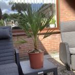 Chamaerops Humilis (europese dwergpalm), Minder dan 100 cm, Zomer, Palmboom, Ophalen