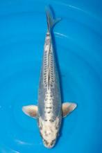 Doitsu Gin Matsuba (Japanse Koi), Karper of Koi