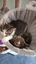 Laatste knuffel katertje, Dieren en Toebehoren, Katten en Kittens | Raskatten | Korthaar, Kater, Ontwormd