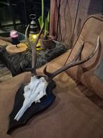 Hertengewei Edelhert schedel jachttrofee, Ophalen, Gebruikt, Hert, Gewei of Kop