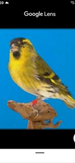 Gezocht sijzen wildkleur, Meerdere dieren