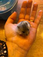 Dwerghamsterje, Dieren en Toebehoren, Hamster, Vrouwelijk, Tam, September
