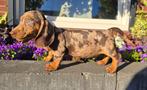 Teckel dwerg korthaar reutje, Dieren en Toebehoren, Honden | Teckels en Dashonden, Reu, CDV (hondenziekte), 8 tot 15 weken, Korthaar
