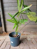 trachycarpus fortunei, Ophalen, Bloeit niet, Overige soorten, Volle zon