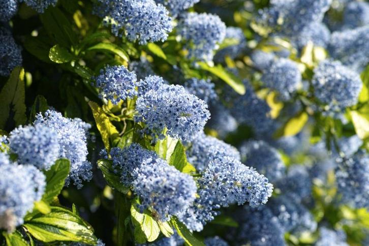 Amerikaanse sering – Ceanothus heesters/struiken, Tuin en Terras, Planten | Struiken en Hagen, Struik, Overige soorten, Minder dan 100 cm