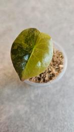 Alocasia Cuprea Gold Variegata, Ophalen of Verzenden