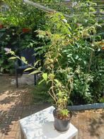 Buddleia in pot, blauw, Tuin en Terras, Planten | Bomen, Overige soorten, Minder dan 100 cm, Zomer, Ophalen