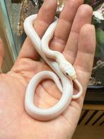 Leucistic rat snake  (Texaanse rattenslang), Dieren en Toebehoren, Slang, 0 tot 2 jaar