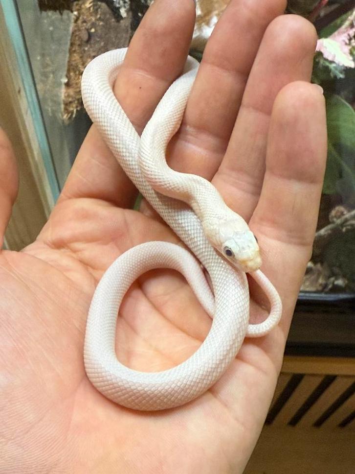 Leucistic rat snake  (Texaanse rattenslang)
