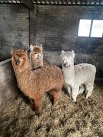 Drie Jaarling Alpaca Hengsten, Dieren en Toebehoren, Overige Dieren, Mannelijk