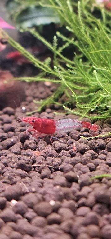 Neocaridina Red Rili Garnalen beschikbaar voor biedingen