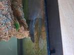 Axolotl 3 stuks, Dieren en Toebehoren, Vissen | Aquariumvissen, Overige typen, Zoetwatervis