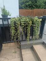 Hangplanten En Sierplanten In Hangbak - Wegens Verhuizing, Ophalen, Zomer, Overige soorten, Halfschaduw
