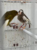 Timbrado kanarie koppel, Dieren en Toebehoren, Vogels | Overige Vogels, Meerdere dieren, Tropenvogel